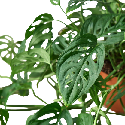 Monstera Adansonii Swiss Cheese | Easy Care Vining Plant | House Plant Shop