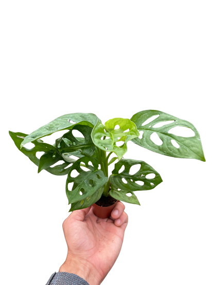 Monstera Adansonii Swiss Cheese | Easy Care Vining Plant | House Plant Shop
