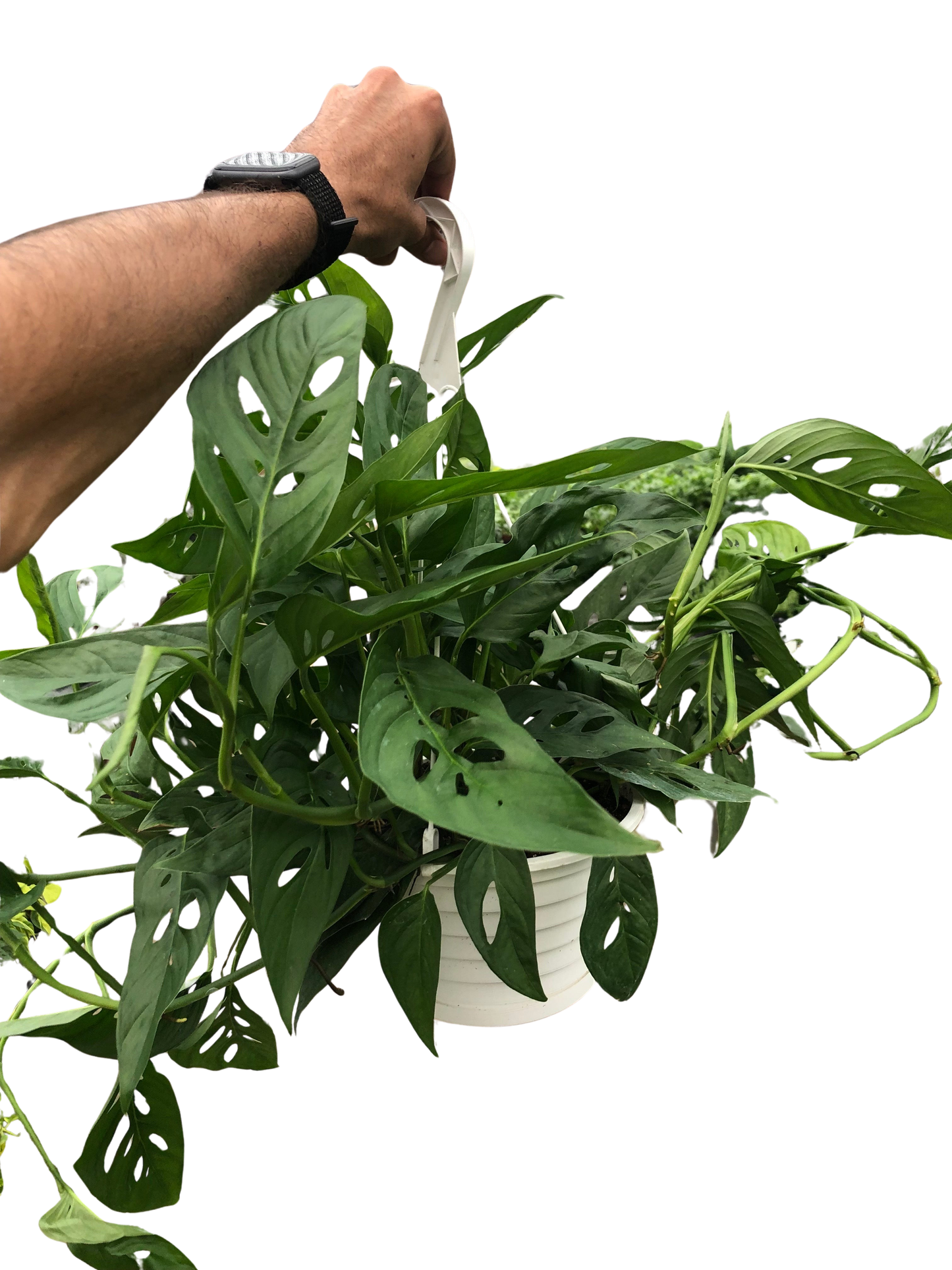 Monstera Adansonii Swiss Cheese | Easy Care Vining Plant | House Plant Shop