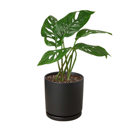 Monstera Adansonii Swiss Cheese | Easy Care Vining Plant | House Plant Shop