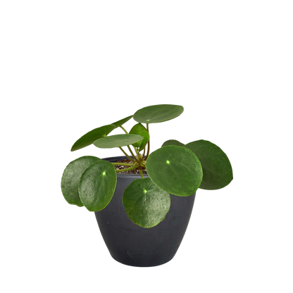 Pilea Peperomioides Chinese Money Plant | Easy Care Coin-Shaped Leaves | House Plant Shop