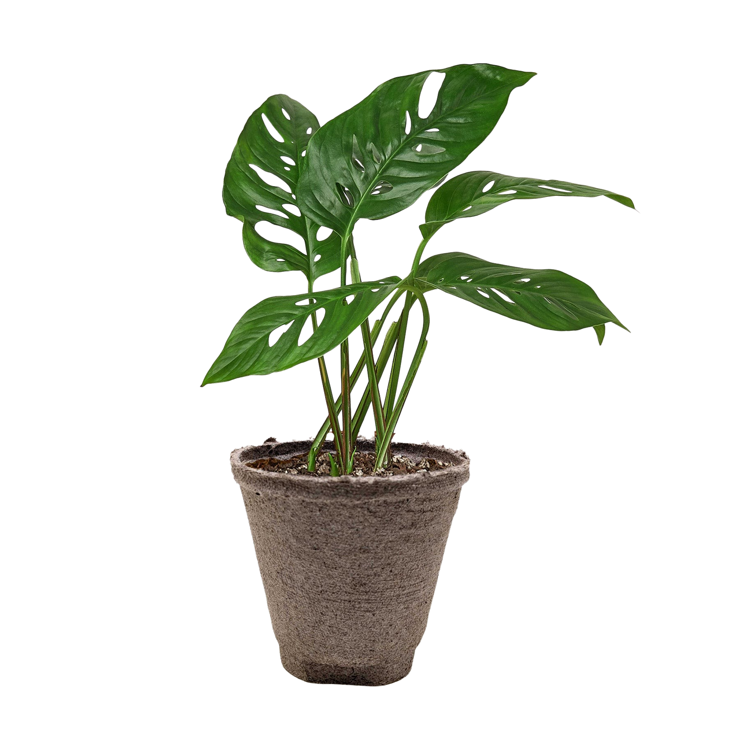 Monstera Adansonii Swiss Cheese | Easy Care Vining Plant | House Plant Shop