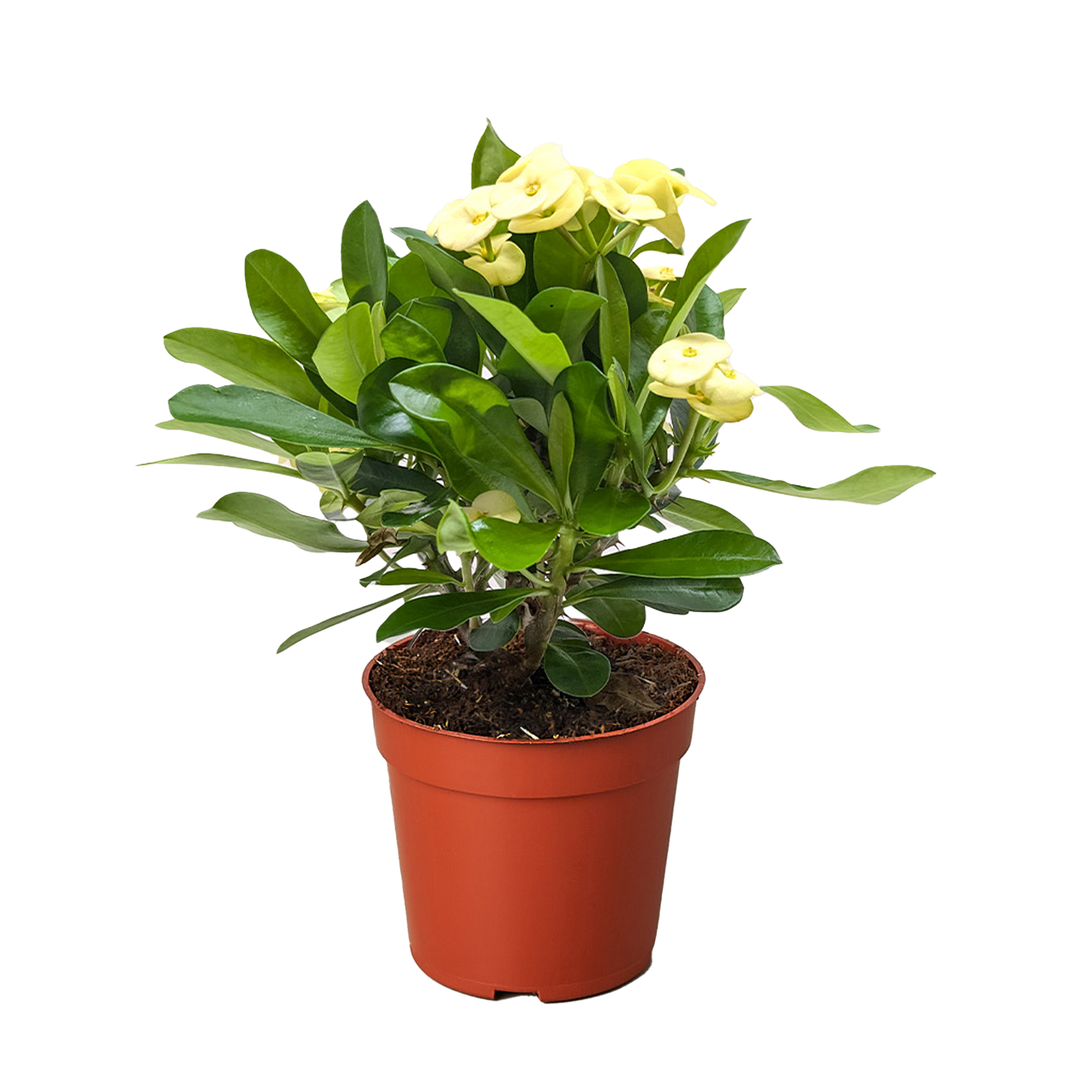 Crown of Thorns | Long-Lasting Red & Yellow Flowering Plant | House Plant Shop
