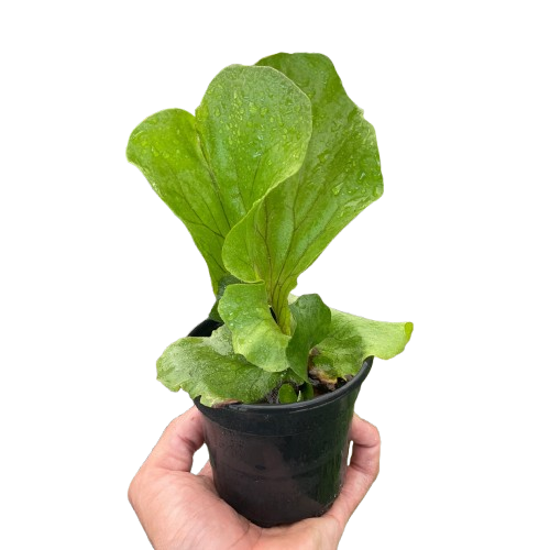 Elephant Ear Staghorn Fern | Rare Platycerium Fern | House Plant Shop