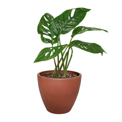Monstera Adansonii Swiss Cheese | Easy Care Vining Plant | House Plant Shop