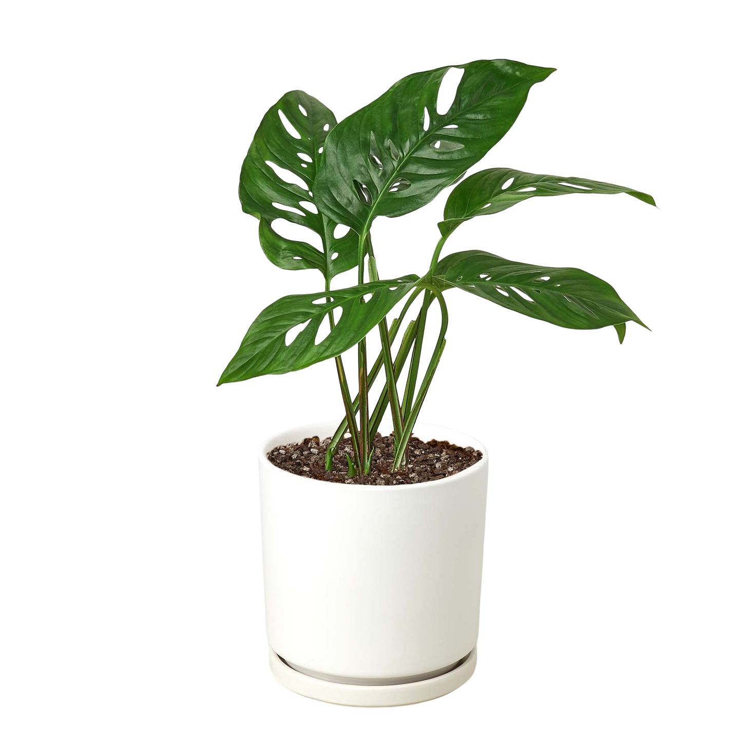 Monstera Adansonii Swiss Cheese | Easy Care Vining Plant | House Plant Shop
