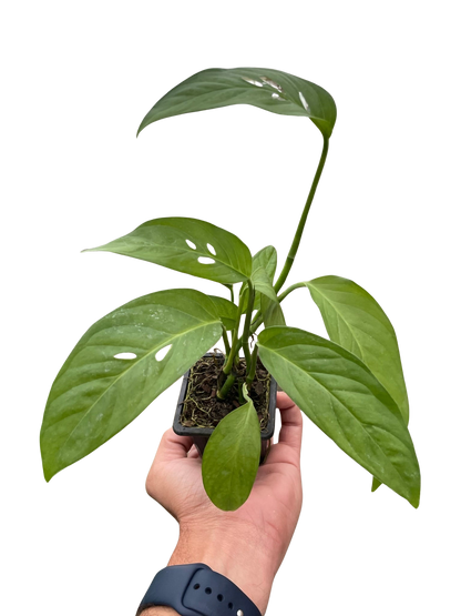 Monstera Adansonii Swiss Cheese | Easy Care Vining Plant | House Plant Shop