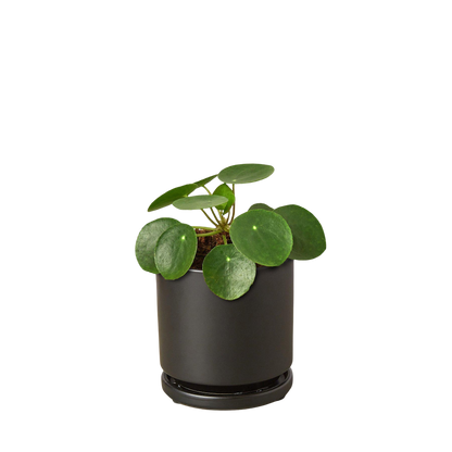 Pilea Peperomioides Chinese Money Plant | Easy Care Coin-Shaped Leaves | House Plant Shop