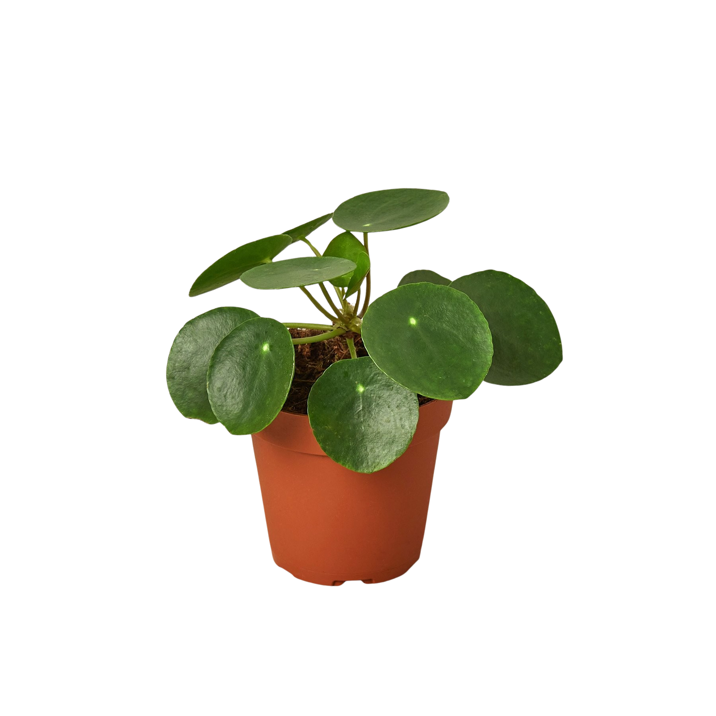 Pilea Peperomioides Chinese Money Plant | Easy Care Coin-Shaped Leaves | House Plant Shop