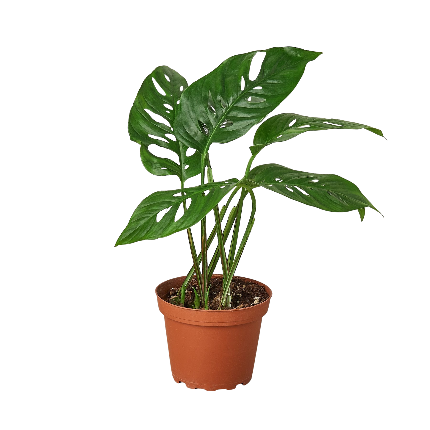 Monstera Adansonii Swiss Cheese | Easy Care Vining Plant | House Plant Shop